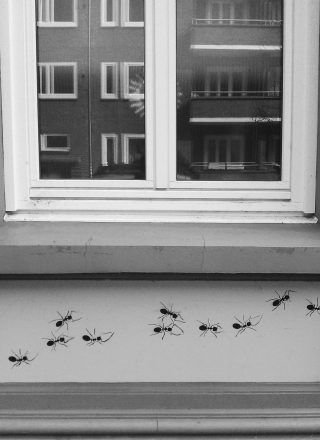 ants-altona