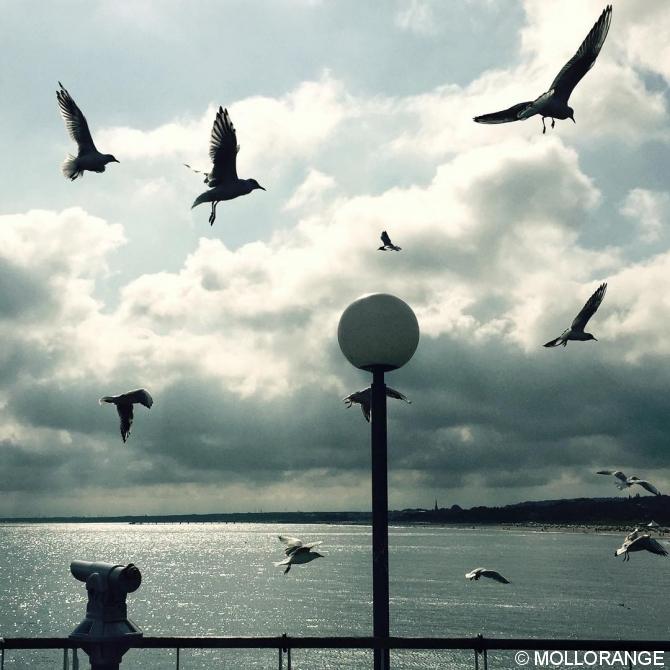 #Ostsee #ocean #meer #mood #möwe #see #outofthephone #mobilemag #seagulls #seagull #nothingisordinary #diewocheaufinstagram #balticsea #summer #mindtheminimal #huntgram #huntgramgermany #möwen #birds #instadaily #ig_europe #igersgermany #instatravel #travelgram #travel #traveling #sky #clouds #summer #coastal #coast #traveling #travelgram #travel