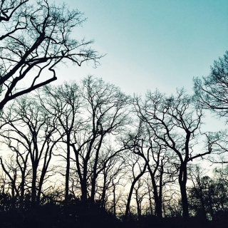 #Berlin #ig_berlincity #instaberlin #nature #trees #sky #winter #visit_berlin #outofthephone #diewocheaufinstagram #ig_europe #ig_germany