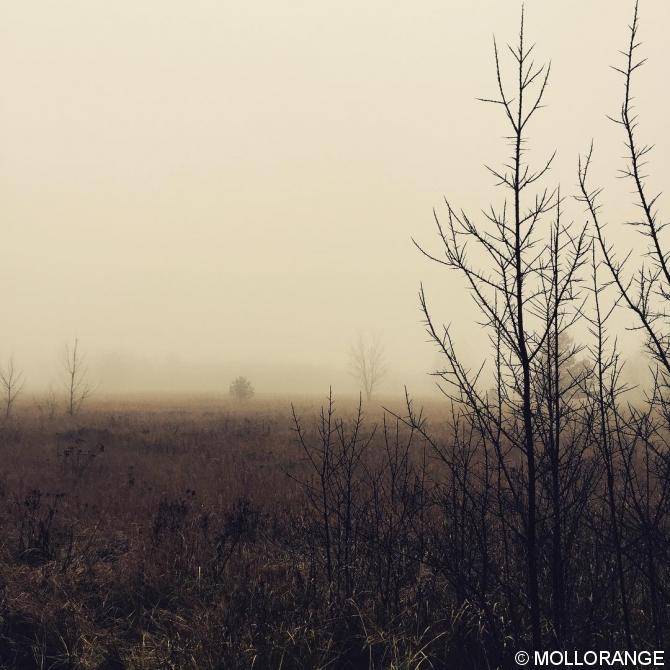 #fog #foggy #nature #berlin #outofthephone #diewocheaufinstagram #nebel #ig_germany #ig_europe #artofvisuals #huntgram #huntgramgermany #nothingisordinary #mindtheminimal #winter