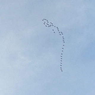 #minimalbirds