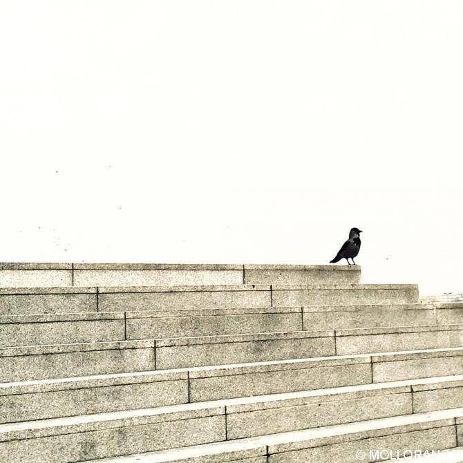 #Berlin #minimalbirds #lines #stairs #minimal #mindtheminimal #urbanromantix #bird #minimalism #theminimalmag #ig_berlincity #ig_germany #huntgramgermany #diewocheaufinstagram #urbanandstreet #urban #urbanphotography #outofthephone #rsa_minimal #instaberlin #berlinstagram #visit_berlin